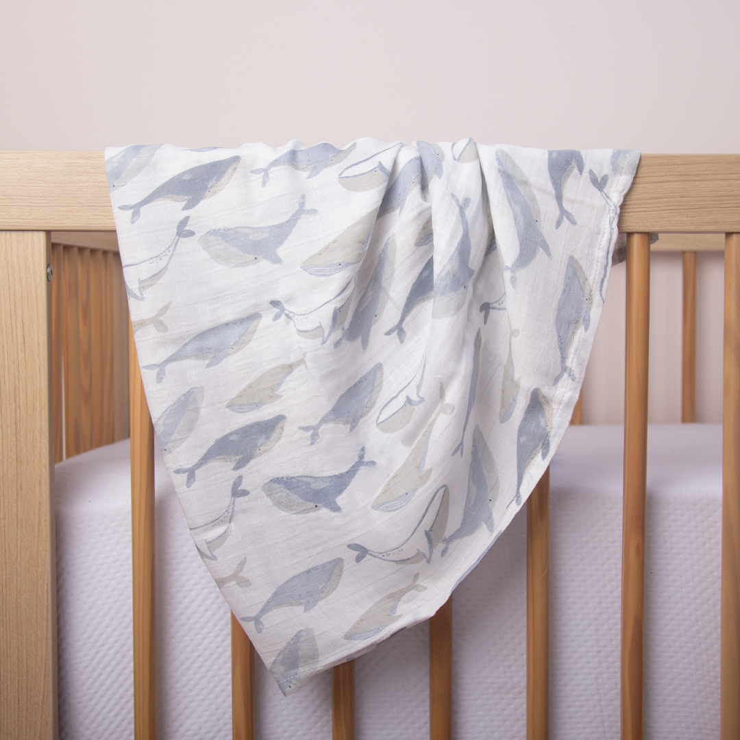 Manta Muselina Whale